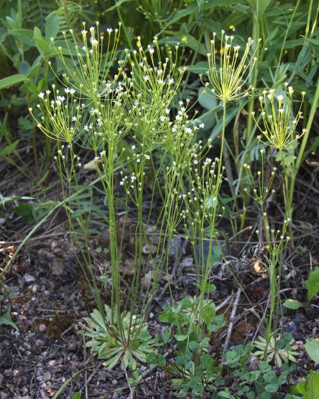 Androsace septentrionalis - ketonukin vanojen pituus kukintosarjoineen vaihteli tällä kasvupaikalla muutamasta sentistä kuvan yksilöiden 30 senttiin. Kukkien määräkin vanoissa nousi enimmillään yli 30:een. EH, Janakkala, Turenki, radanvarsi, 3.6.2010. Koko kuvasarja on samalta kasvualueelta. Copyright Hannu Kämäräinen.