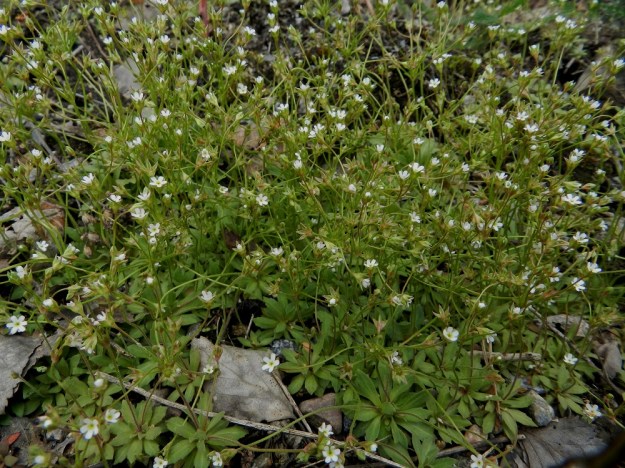 Androsace elongata - peltonukin kukintaansa aloittava, tiheä kasvusto peittää ruusukkeillaan maanpintaa tehokkaasti. EH, Nokia, Sarpatti, Maatialanharju, 19.5.2012. Koko kuvasarja on samalta kasvupaikalta. Copyright Hannu Kämäräinen.
