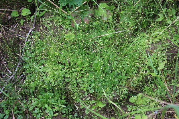 Androsace filiformis - idännukki vaatii heikkona kilpailijana vapaata ja avointa tilaa. Kun sellainen syntyy vaikka traktorin rengasuraan, siemenpankista nousee nopeasti tiheä kasvusto. EH, Janakkala, Virala, Myllynkylä, Koivikon tila, jossa idännukki on viihtynyt samassa peltomaassa ainakin kymmeniä vuosia, 31.7.2010. Copyright Hannu Kämäräinen.