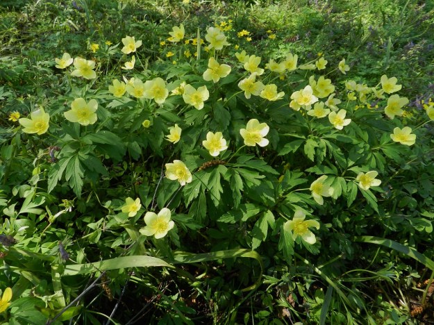 Anemone nemorosa x ranunculoides - ternivuokon kukkavarret ovat kukkineen noin 20-30 cm pitkiä ja paikalla olevia kantalajeja usein pitempiä. Kukkavarsissa on tavallisesti yksi tai kaksi, harvemmin kolme kukkaa. Taustalla näkyy toista kantalajia, keltavuokkoa. 19.5.2012. Copyright Hannu Kämäräinen.