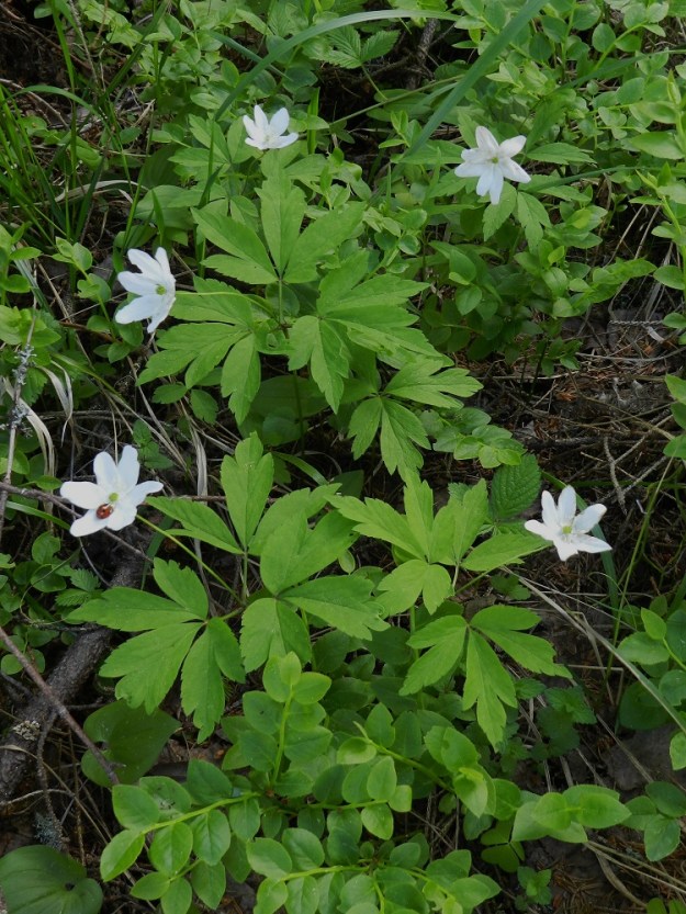 Anemone nemorosa x trifolia - valkovuokko x alppivuokko. Risteymä on tuntomerkeiltään kantalajeihin nähden välimuotoinen ja kallistuu välillä enemmän toiseen kuin toiseen kantalajiinsa. Kuvassa olevan risteymäkasvuston lehdet lähenevät valkovuokkoa, mutta heteiden ponnet ovat vaaleankeltaiset. Asikkala, Hillilä, Syrjänsupat, 7.6.2012. Koko kuvasarja on samalta kasvualueelta. Copyright Hannu Kämäräinen.