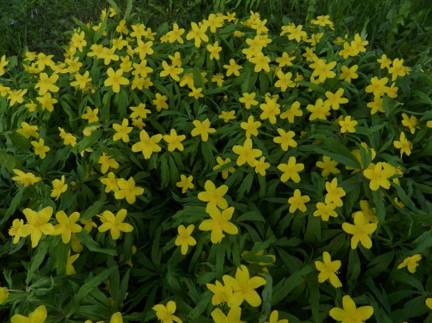 Anemone ranunculoides - keltavuokko levittäytyy multavilla niityillä usein laajoiksi ja tiheiksi kasvustoiksi. EH, Hattula, Lepaa, Lepaantien eteläpuolinen niitty, 15.5.2012. Copyright Hannu Kämäräinen.
