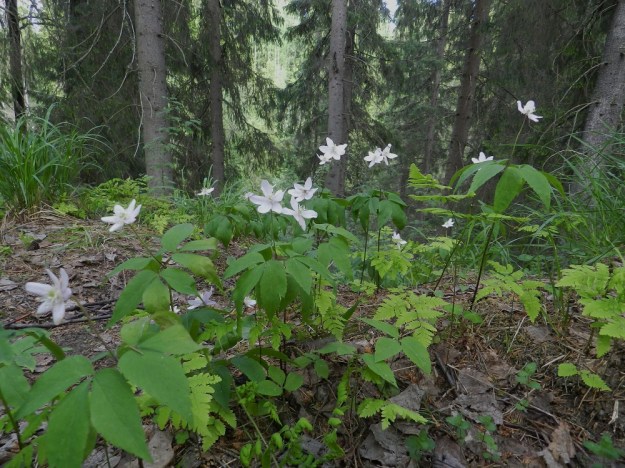 Anemone trifolia - alppivuokko kasvaa erityisesti laajan suppa-alueen suppien ylärinteillä ja reunamilla. EH, Asikkala, Hillilä, Syrjänsupat, 7.6.2012. Koko kuvasarja on samalta kasvualueelta. Copyright Hannu Kämäräinen.