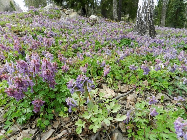 Corydalis solida - pystykiurunkannus voi suotuisalla kasvualustalla levittäytyä laajoiksi ja tiheiksi kasvustoiksi. EH, Hattula, Sattula, Sattulantien laitametsikkö, 3.5.2012. Copyright Hannu Kämäräinen.