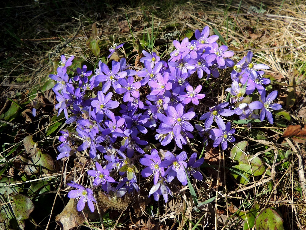 Hepatica nobilis - sinivuokko saattaa metsänreunan valoisalla paikalla intoutua kasvattamaan monikymmenkukkaisia mättäitä, joissa kukat sulloutuvat lomittain ja päällekkäin. Kuvan kasvustossa on noin 60 kukkaa. EH, Hämeenlinna, Loimalahti, Hirsimäki, Näsiäntien ja maakaasulinjan välinen metsäalue, 25.4.2015. Copyright Hannu Kämäräinen.
