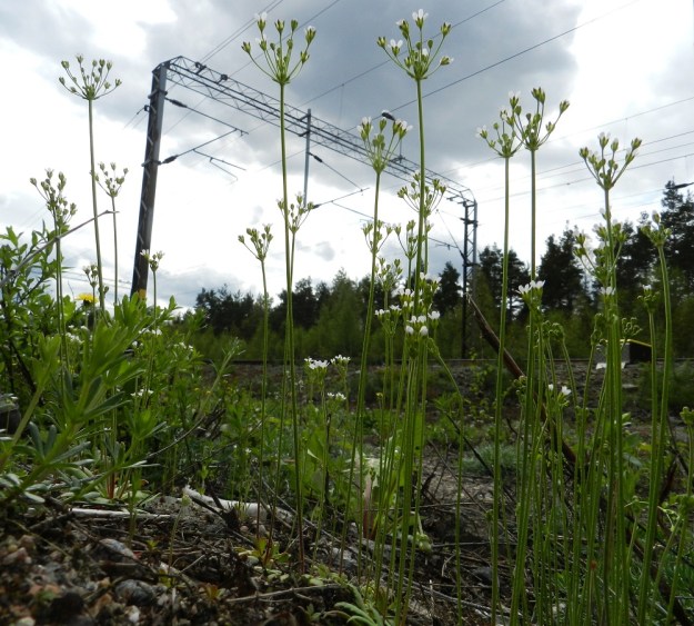 Androsace septentrionalis - ketonukki kasvaa runsaan siementuotantonsa turvin usein tiheinä kasvustoina. Tällä kasvupaikalla yksilömäärä oli enimmillään 50-100 neliöllä. Se jää kuitenkin kauas eräästä Heinolan kasvupaikasta, jossa 1980-luvun lopulla laskettiin jopa 3 000-4 000 yksilöä neliöltä. EH, Janakkala, Turenki, radanvarsi, 20.5.2012. Copyright Hannu Kämäräinen.