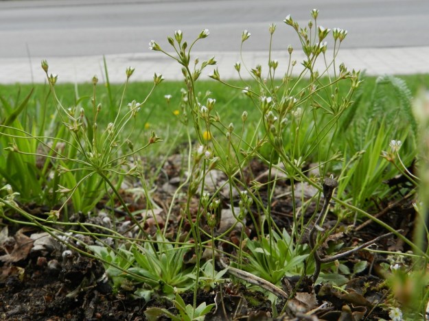Androsace elongata - peltonukin kukinnassaan pitemmälle ehtinyt kasvusto antaa jossain määrin sekavan vaikutelman harottavine vanoineen ja kukintosarjojen joka suuntaan sojottavine kukkaperineen. EH, Nokia, Sarpatti, Maatialanharju, 19.5.2012. Copyright Hannu Kämäräinen.