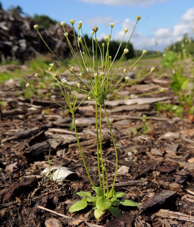Androsace filiformis - idännukki on janoinen kasvi. Yksivuotisena ja hentojuurisena se ei pysty poraamaan vettä kovin syvältä. Niinpä kuorikkeen peittämä, vanha puuplaanin pohja sitoo sen tarpeisiin riittävästi kosteutta. EH, Kouvola, Kuusankoski, Kuusanniemi, Myllyhuoko, varastokenttä, jossa on varastoitu mm. venäläistä puutavaraa, 27.7.2015. Ellei toisin mainita, koko kuvasarja on tältä samalta kasvupaikalta. Copyright Hannu Kämäräinen.
