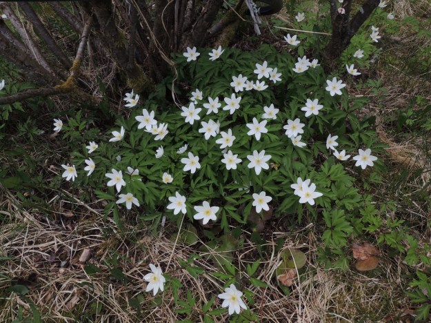 Anemone nemorosa - valkovuokko on tavallisesti noin 10-30 cm korkea. Kasvustoissa on eniten kuusikehälehtisiä kukkia, seitsemän on seuraavaksi yleisin luku ja kahdeksanlukuisia on tässäkin kasvustossa vain muutamia. EH, Hämeenlinna, Loimalahti, Hirsimäki, 8.5.2016. Copyright Hannu Kämäräinen.