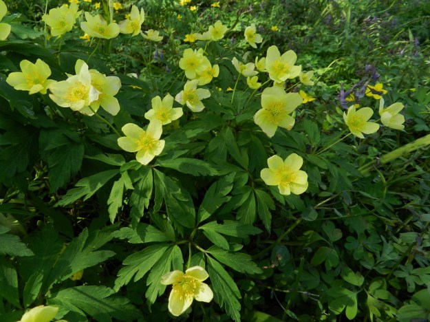 Anemone nemorosa x ranunculoides - ternivuokon kukat ovat selvästi keltavuokkoa vaaleamman keltaiset. Varsilehdet ovat ainakin kuvasarjan kasvupaikalla kolmilehtiset ja edelleen kolmilehdykkäiset. Sivulehdykät ovat valkovuokon tapaan mutta matalammin halkoiset. Kuvan oikeassa reunassa näkyy seuralaisena pystykiurunkannus, Corydalis solida. 19.5.2012. Copyright Hannu Kämäräinen.