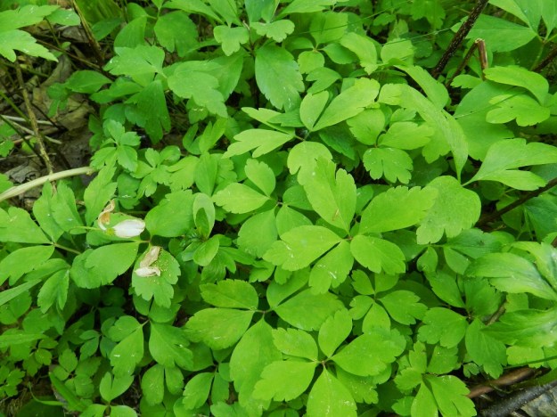 Anemone nemorosa x trifolia - valkovuokko x alppivuokko. Tiheä aluslehtiryöppy muistuttaa valkovuokon aluslehtiä mm. sivulehdyköiden halkoisuudella. Kuin varmemmaksi vakuudeksi lehtien päälle on varsissut kukintansa lopettaneen risteymän vaaleankeltaponsisia heteitä. Asikkala, Hillilä, Syrjänsupat, 7.6.2012 EH. Copyright Hannu Kämäräinen.