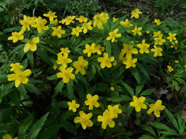 Anemone ranunculoides - keltavuokko on tavallisesti noin 10-30 cm korkea. Kukkavarsissa on tavallisesti yksi tai kaksi kukkaa ja harvemmin kolme. Kuvan alalaidassa on helppo erottaa kaksi kaksikukkaista vartta ja yksi kolmikukkainen varsi. Useampikukkaisissa kukkavarsissa kukkien koot yleensä vaihtelevat. EH, Hattula, Sattula, Sattulantien laitametsikkö, 19.5.2012. Copyright Hannu Kämäräinen.