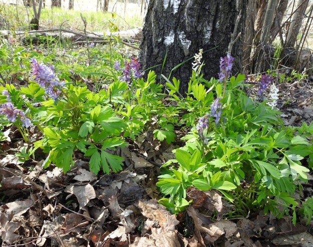 Corydalis cava - etelänkiurunkannus muodostaa otollisilla paikoilla pystykiurunkannuksen tavoin tiheähköjä varsikkoja. U, Helsinki, Kannelmäki, Mätäjoen rantametsäkaista, 1.5.2019. Copyright Hannu Kämäräinen.
