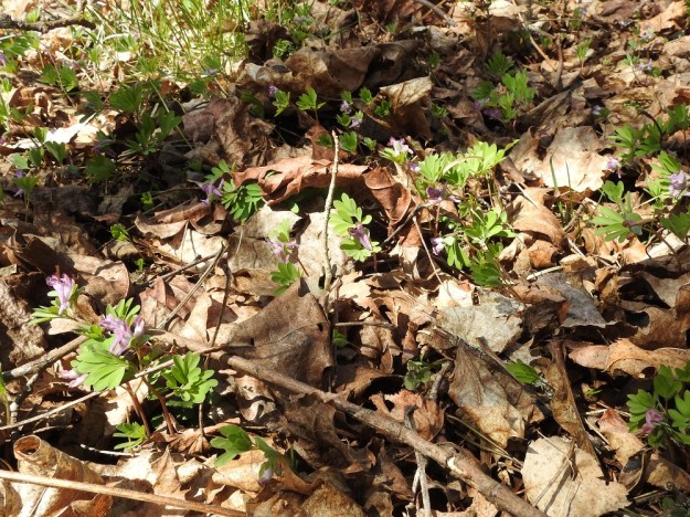 Corydalis intermedia - hentokiurunkannus työntää matalia kukkavarsiaan esiin tiheän lehtikerroksen alta. EH, Hattula, Metsänkylä, Vanajaveden Metsänkylänlahden metsäkaista 7.5.2017. Copyright Hannu Kämäräinen.