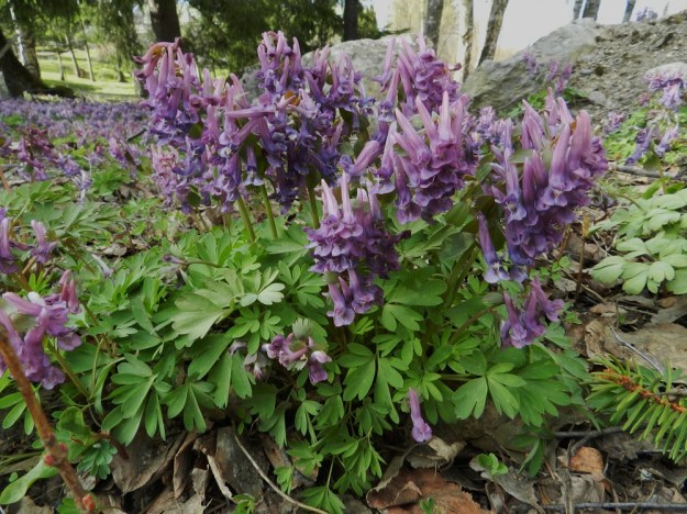 Corydalis solida - pystykiurunkannuksen mukulat kasvavat usein lähekkäin ja synnyttävät tiheitä varsikkoja. Yksilöt myös haarovat tyveltä. EH, Hattula, Sattula, Sattulantien laitametsikkö, 3.5.2012. Copyright Hannu Kämäräinen.