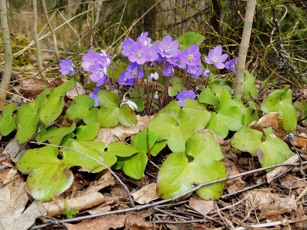 Hepatica nobilis - (lehto)sinivuokon kukat ja lehdet nousevat suoraan juurakosta. Lehdet talvehtivat, ja uudet lehdet kasvavat vasta kukinnan loppuvaiheessa tai sen jälkeen. Valo vaikuttaa kukan värin aistimukseen. Kuvassa näyttäisi olevan sinertäviä ja punaviolettiin vivahtavia kukkia. EH, Hämeenlinna, Sairio, Ruutikellarintien laitametsä, 4.5.2013. Copyright Hannu Kämäräinen.