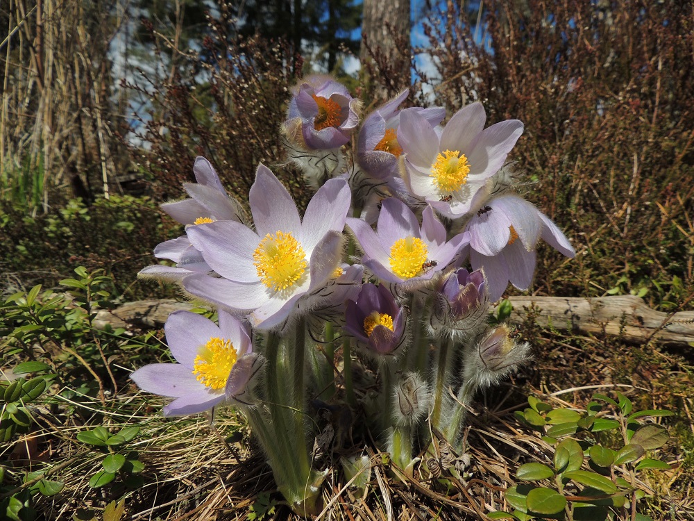 Pulsatilla patens x vernalis - liilakylmänkukka, (hämeenkylmänkukka x kangasvuokko). Kukat ovat pystyt tai nuokkuvat. Kuvan risteymämättäässä näkyy kukkavarsien kehityskaari karvapallonupusta tummahkona aukeavien kukkien ja avoimien liilakukkien kautta suppuun meneviin kehiin. Muurahaiset kulkevat kukissa mesivarkaissa. 3.5.2015. Copyright Hannu Kämäräinen.