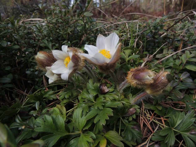 Pulsatilla vernalis - kangasvuokko on heikosti mätästävä. Toisinaan iäkkäämmillä yksilöillä varsia voi kuitenkin kertyä kymmenkuntakin. EH, Hämeenlinna, Tuulos, Mäntynummi, 3.5.2015. Copyright Hannu Kämäräinen.