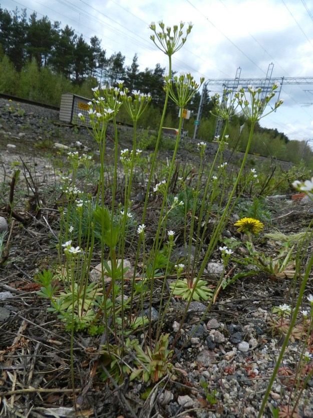 Androsace septentrionalis - ketonukki havaittiin tällä kasvupaikalla ensimmäisen kerran jo 1932. Näytteitä on myös 1950-luvulta, sitten on 35 vuoden tauko, kunnes taas vuodesta 1989 alkaen lajia on seurattu vuosittain. Laji on saapunut paikalle ilmeisesti joko radan tuomana tai ratatöissä käytetyn soran mukana. Todennäköisesti se on sinnitellyt "kuivien" kausien yli runsaan siemenpankkinsa avulla. EH, Janakkala, Turenki, radanvarsi, 20.5.2012. Copyright Hannu Kämäräinen.