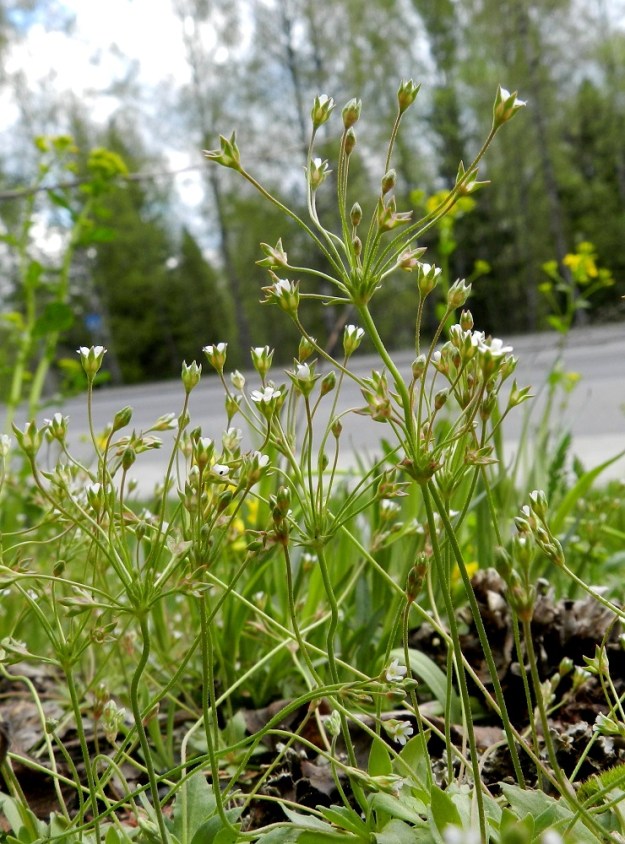 Androsace elongata - peltonukin harsussa kukintosarjassa on yleensä 5-20 kukkaa, joiden perät ovat eri pituisia. EH, Nokia, Sarpatti, Maatialanharju, 19.5.2012. Copyright Hannu Kämäräinen.