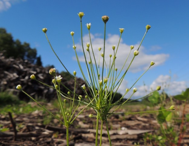 Androsace filiformis - idännukin kukinto on harsu, yleensä enintään 25-kukkainen sarja, jossa kukkaperät ovat eripituiset. EH, Kouvola, Kuusankoski, Kuusanniemi, Myllyhuoko, varastokenttä, jossa on varastoitu mm. venäläistä puutavaraa, 27.7.2015. Copyright Hannu Kämäräinen.