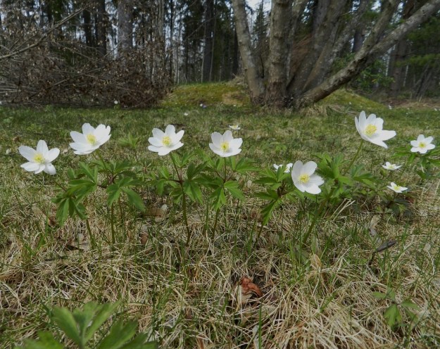 Anemone nemorosa - valkovuokon suora kukkarivistö metsänlaiteessa on hyvä esimerkki lähellä maanpintaa suikertavan juurakon vaikutuksesta. Kaikki kukkavarret ovat varmasti samaa yksilöä, mutta kehälehtien määrä vaihtelee kuudesta kahdeksaan, joten lehtien tietty määrä ei ole ainakaan perimässä. Merkille pantavaa on, että kukkavarsien lähellä ei aina ole ollenkaan aluslehtiä. EH, Hämeenlinna, Loimalahti, Hirsimäki, 6.5.2012. Copyright Hannu Kämäräinen.