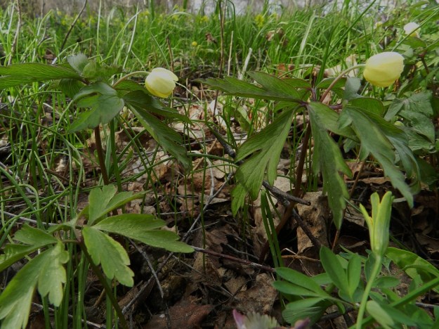 Anemone nemorosa x ranunculoides - ternivuokon aluslehdet ovat varsilehtien tavoin tavallisesti kolmilehtiset ja kolmilehdykkäiset. Lehtiruoti on noin 0,5-1,5 cm pitkä. Kukkavarret ovat usein punaruskeat ja kukkaperän pituus vaihtelee noin kahdesta neljään senttiin. 3.5.2012. Copyright Hannu Kämäräinen.