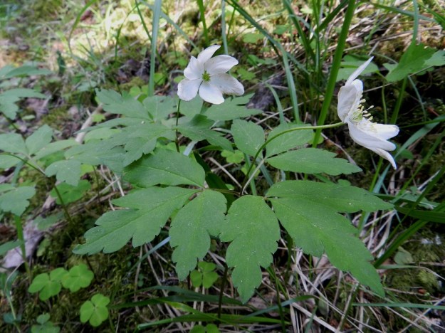 Anemone nemorosa x trifolia - valkovuokko x alppivuokko. Kuvan risteymällä varsilehdet edustavat alppivuokkotyyppiä, mutta ovat kuitenkin liian isosti liuskahampaisia. Heteiden ponsien vaaleankeltainen väri toimii tässäkin tapauksessa varmistuksena. Asikkala, Hillilä, Syrjänsupat, 7.6.2012 EH. Copyright Hannu Kämäräinen.
