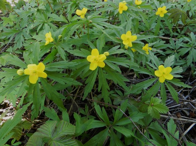 Anemone ranunculoides - keltavuokon useampikukkaisten varsien kukat avautuvat yleensä eri aikaan. Se voi osaltaan selittää kukkien kokoeroja. Ensin avautuva kukka saa parhaat kasvutekijät. Varsilehtiä on kolme ja ne ovat yleensä kolmilehdykkäisiä. Lehdyköitten muoto vaihtelee suuresti. Niissä on useimmiten syviä halkeamia, liuskoja ja erilaisia hampaita. EH, Hämeenlinna, Lammi, Vähä-Evo, Kallio- ja Ekojärven välisen puron lähialue, 13.5.2012. Copyright Hannu Kämäräinen.