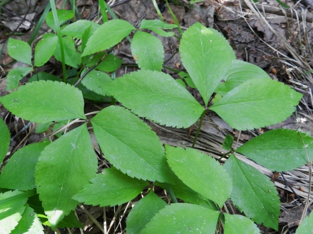 Anemone trifolia - alppivuokon aluslehtien lehdykät ovat muodoltaan puikeita, tasaisehkon hammaslaitaisia ja varsilehtiä leveämpiä. EH, Asikkala, Hillilä, Syrjänsupat, 7.6.2012. Copyright Hannu Kämäräinen.