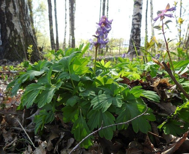 Corydalis cava - etelänkiurunkannuksen lehdet ovat toistamiseen kolmelehdykkäiset ja pikkulehdykät ovat halkoisia sekä liuskaisia. Liuskat ovat usein leveitä ja tylppiä. U, Helsinki, Kannelmäki, Mätäjoen rantametsäkaista, 1.5.2019. Copyright Hannu Kämäräinen.