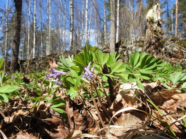 Corydalis intermedia - hentokiurunkannuksen kukkavarret haarovat tyveltä, minkä lisäksi ne suotuisilla paikoilla usein kasvavat lähekkäin. EH, Hattula, Metsänkylä, Vanajaveden Metsänkylänlahden metsäkaista 7.5.2017. Copyright Hannu Kämäräinen.