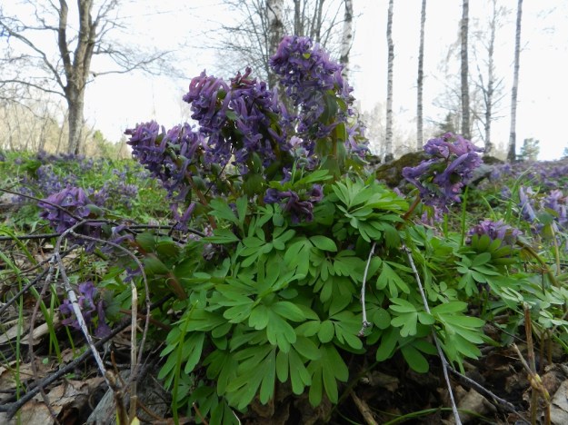 Corydalis solida - pystykiurunkannuksen kukkatertut ovat usein pitkiä ja niissä voi olla jopa 25 kukkaa. Varsilehdet ovat 2-3 kertaa kolmelehdykkäiset. EH, Hattula, Sattula, Sattulantien laitametsikkö, 3.5.2012. Copyright Hannu Kämäräinen.
