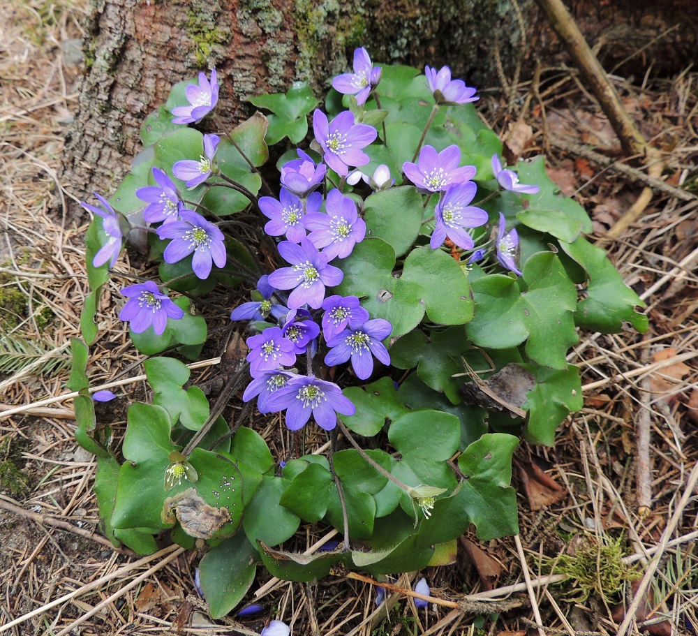 Hepatica nobilis - (lehto)sinivuokon kukat ovat yksittäin noin 10-15 cm pitkän, vanamaisen varren latvassa. Talvehtineiden lehtien ruoti on noin 10-20 cm pitkä, mutta siirottavat lehdet eivät kuitenkaan peitä pystyjä kukkia. EH, Hämeenlinna, Loimalahti, Hirsimäki, Kultapiiskuntien jatkeena olevan metsäpolun varsi, 28.4.2014. Copyright Hannu Kämäräinen.