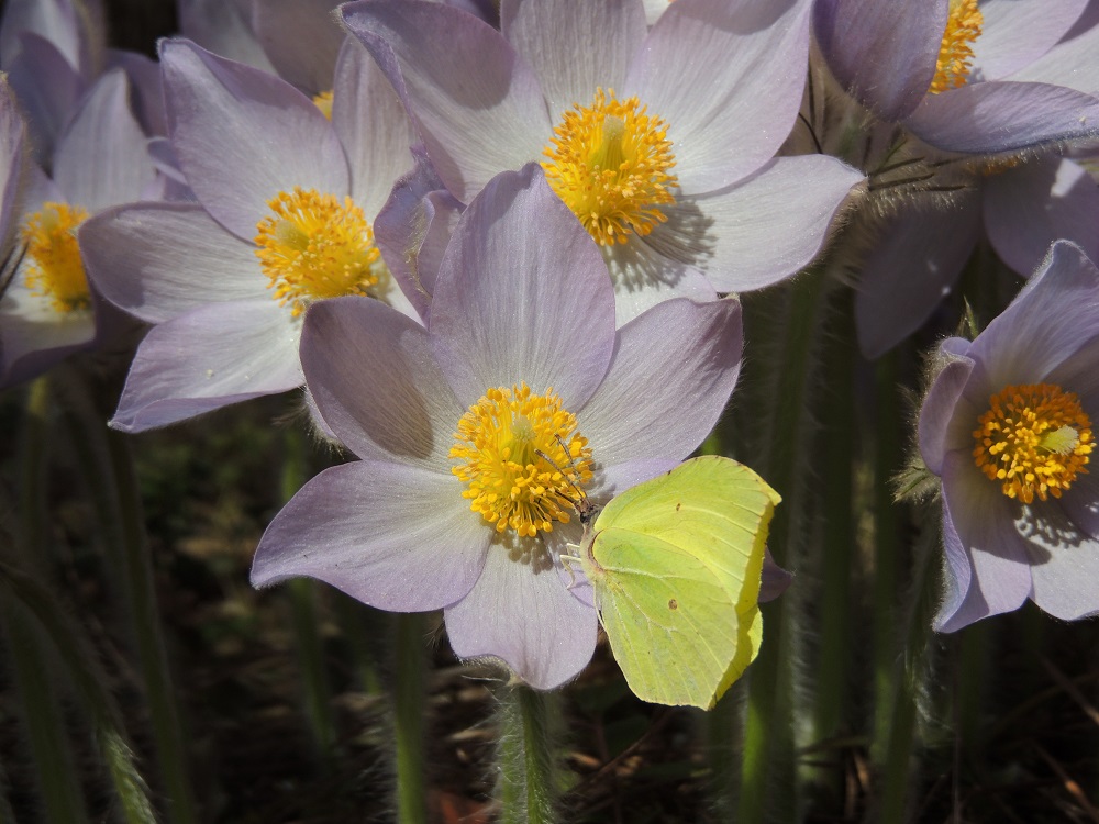 Pulsatilla patens x vernalis - liilakylmänkukka, (hämeenkylmänkukka x kangasvuokko). Sitruunaperhonen on tietäväisenä työntänyt imukärsänsä heteitten läpi kehälehtien tyvellä oleviin pieniin mesilehtiin. 3.5.2015. Copyright Hannu Kämäräinen.