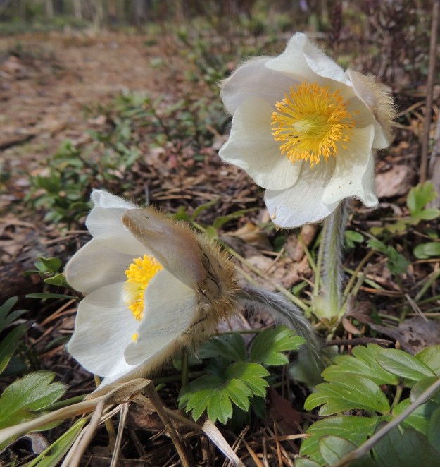 Pulsatilla vernalis - kangasvuokon kukat ovat enemmän tai vähemmän kellomaiset avautumisasteesta riippuen. Terälehtimäisiä kehälehtiä on kahdessa sisäkkäisessä kiehkurassa yhteensä kuusi. Ne ovat soikeahkot ja niistä kolme sisempää ovat leveämpiä ja kolme ulompaa selvästi kapeampia. Kehälehtien sisäpinta on valkoinen, kun taas erityisesti ulompien kehälehtien ulkopinnassa on myös kellertäviä, ruskehtavia tai sinipunaisia värisävyjä. Niiden ulkopinta on tiheähkösti ruskehtavakarvainen. EH, Hämeenlinna, Tuulos, Mäntynummi, 3.5.2015. Copyright Hannu Kämäräinen.
