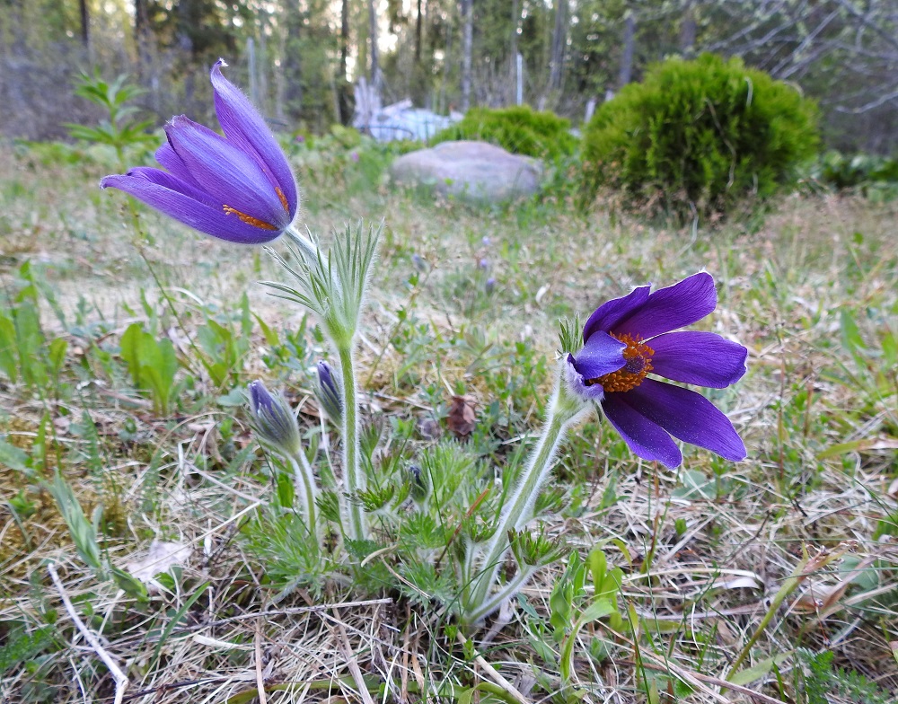 Pulsatilla vulgaris subsp. vulgaris - lännenkylmänkukan kukinnan aikana aluslehdet alkavat kasvaa. Kukkien kehälehdet ovat terälehtimäisiä ja kutakuinkin samanlevyisiä sekä yleensä kuusilukuisia. Vuokkojen tapaan vaihteluakin esiintyy. Kuvan oikeanpuolimmaisessa kukassa on seitsemän kehälehteä. 15.5.2018. Copyright Hannu Kämäräinen.