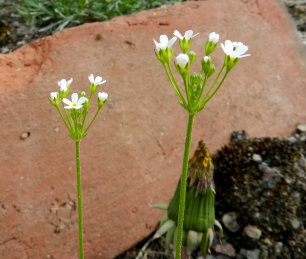 Androsace septentrionalis - ketonukin teriö on läpimitaltaan noin 5 mm, muodoltaan ratasmainen, viisiliuskainen ja selvästi verhiötä pitempi. EH, Janakkala, Turenki, radanvarsi, 20.5.2012. Copyright Hannu Kämäräinen.