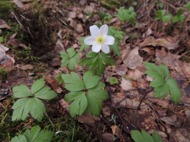 Anemone nemorosa - valkovuokon ensimmäisenä lakastuvat aluslehdet ovat halkoisia, syvään jakoisia, liuskaisia ja hampaisia sekä yleensä pyöreämuotoisempia kuin varsilehdet. EH, Hämeenlinna, Loimalahti, Hirsimäki, 11.5.2013. Copyright Hannu Kämäräinen.
