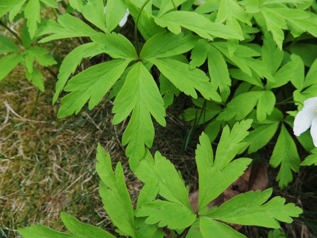 Anemone nemorosa - valkovuokon varsilehdet ovat kolmilehdykkäisiä ja lähes perättömiä. Keskilehdykkä on tavallisesti pisin ja kapeahko, päästään kolmiliuskainen ja hampainen. Sivulehdykät ovat syvään halkoiset ja siten kaksiosaiset sekä kärjestään enemmän tai vähemmän liuskaiset ja hampaiset. EH, Hämeenlinna, Loimalahti, Hirsimäki, 18.5.2013. Copyright Hannu Kämäräinen.