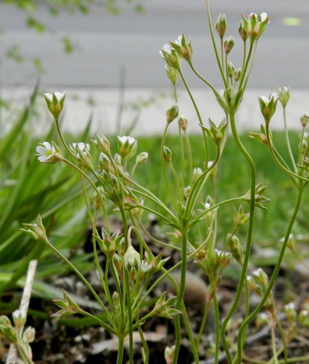 Androsace elongata - peltonukin kukkien verhiöt ovat leveähkön kellomaisia ja kapeatyvisiä. Kukat ovat yleensä puhtaanvalkoiset ja noin 3 mm leveät. EH, Nokia, Sarpatti, Maatialanharju, 19.5.2012. Copyright Hannu Kämäräinen.