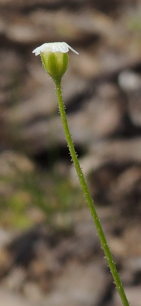Androsace filiformis - idännukin kukkaperät ovat nystykarvaiset. Kuvan verhiö on noin 2 mm pitkä ja kapeahkon kellomainen ja harvakseen nystykarvainen. Valkoinen teriö on verhiötä pitempi ja noin 2 mm leveä. EH, Kouvola, Kuusankoski, Kuusanniemi, Myllyhuoko, varastokenttä, jossa on varastoitu mm. venäläistä puutavaraa, 27.7.2015. Copyright Hannu Kämäräinen.