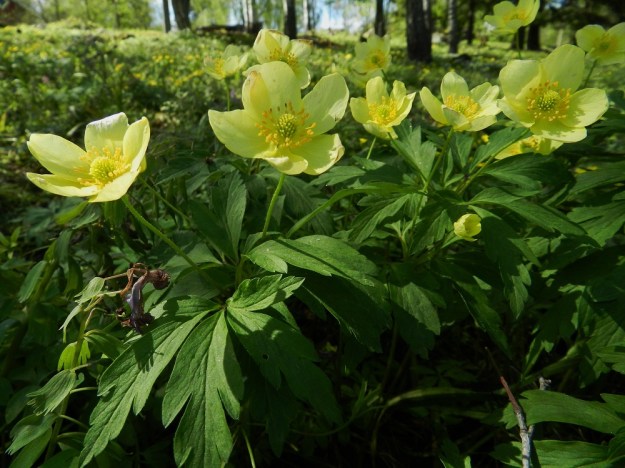 Anemone nemorosa x ranunculoides - ternivuokon kehälehtien määrä vaihtelee yleensä viidestä kuuteen. 19.5.2012. Copyright Hannu Kämäräinen.