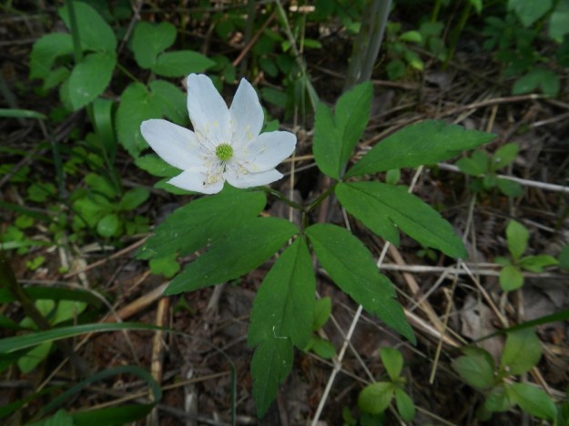 Anemone nemorosa x trifolia - valkovuokko x alppivuokko. Kuvan yksilö on lehdiltään alppivuokkotyyppinen risteymä. Varsilehtien liuskahampaisuus, yhden varsilehden sivulehdyköiden osittainen jakoisuus ja heteiden ponsien vaaleankeltainen väri kielivät risteymästä. Asikkala, Hillilä, Syrjänsupat, 7.6.2012 EH. Copyright Hannu Kämäräinen.
