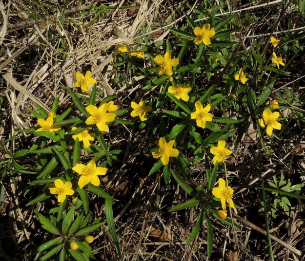 Anemone ranunculoides - keltavuokon varsilehdet voivat olla myös täysin ehytlaitaisia, kuten kuvassa. EH, Hämeenlinna, Luhtiala, Aulangon Heikkilän tien laide, 5.5.2016. Copyright Hannu Kämäräinen.