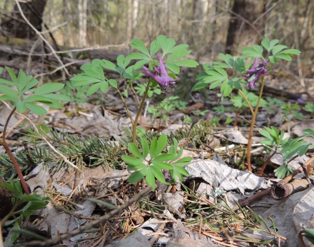 Corydalis intermedia - hentokiurunkannus yleensä haaroo tyveltä. Kolmilehdykkäisiä varsilehtiä on kaksi. Uloimmat lehdykät ovat perättömiä ja ehyitä tai halkoisia. EH, Hämeenlinna, Lammi, Vähä-Evo, Kallio- ja Ekojärven välinen tervaleppälehto 26.4.2014. Copyright Hannu Kämäräinen.