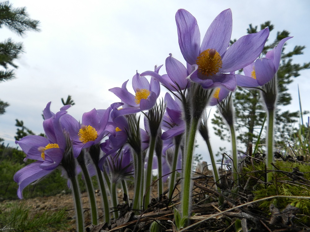 Pulsatilla patens - hämeenkylmänkukka on kukintavaiheessa noin 10-30 cm pitkä. Kuvan täydessä kukassa olevien varsien tyvellä näkyy jo uusien lehtien alkuja. EH, Janakkala, Vuortenkylä, 6.5.2012. Copyright Hannu Kämäräinen.