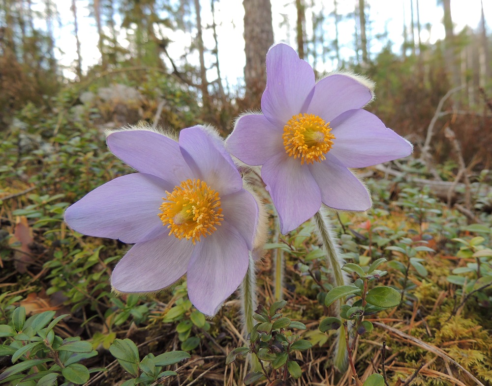 Pulsatilla patens x vernalis - liilakylmänkukka, (hämeenkylmänkukka x kangasvuokko). Hento liila on nimensä mukaisesti risteymän yleisin värisävy. Oikeanpuoleisessa kukassa näkyy kangasvuokon vaikutuksena kehän jakautuminen kolmeen leveämpään ja kolmeen kapeampaan kehälehteen. 3.5.2015. Copyright Hannu Kämäräinen.