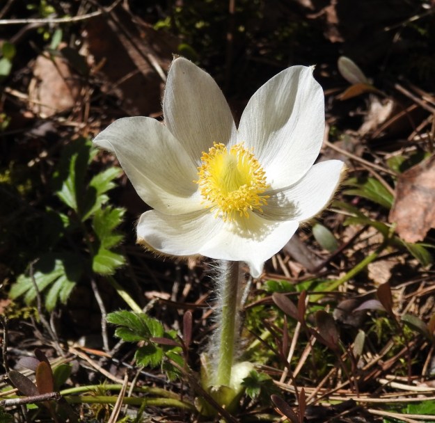 Pulsatilla vernalis - kangasvuokon kukka on yleensä kukinnan alkuvaiheessa pysty ja kääntyy sitten vaakatasoon. Avoimimmillaan se on läpimitaltaan tavallisesti noin 60-70 mm. Kehälehdet ovat useimmiten noin 30-40 mm pitkät. EH, Hämeenlinna, Tuulos, Mäntynummi, 6.5.2018. Copyright Hannu Kämäräinen.