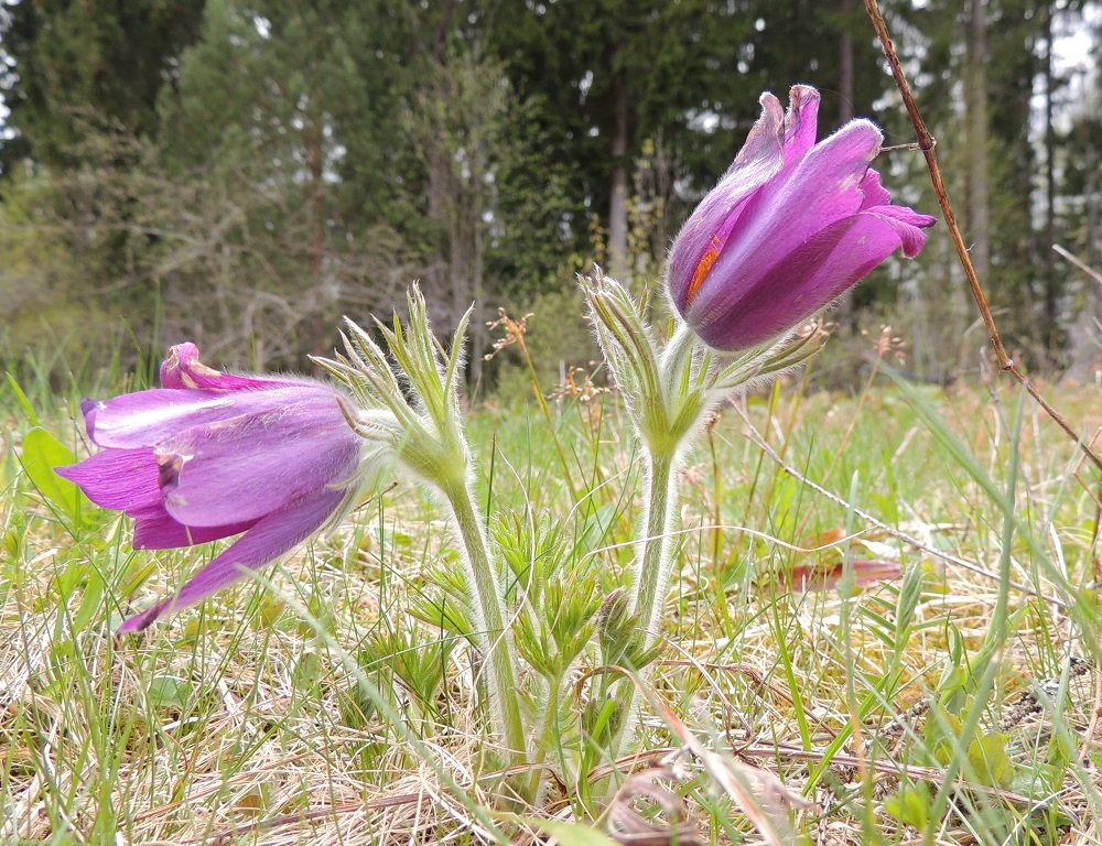 Pulsatilla vulgaris subsp. vulgaris - lännenkylmänkukan samojenkin yksilöiden kukkien kehälehtien väri vaihtelee sinisen ja sinipunaisen eri sävyissä kukintavaiheesta ja valosta riippuen, kuten kuvasarjasta on havaittavissa. 17.5.2018. Copyright Hannu Kämäräinen.